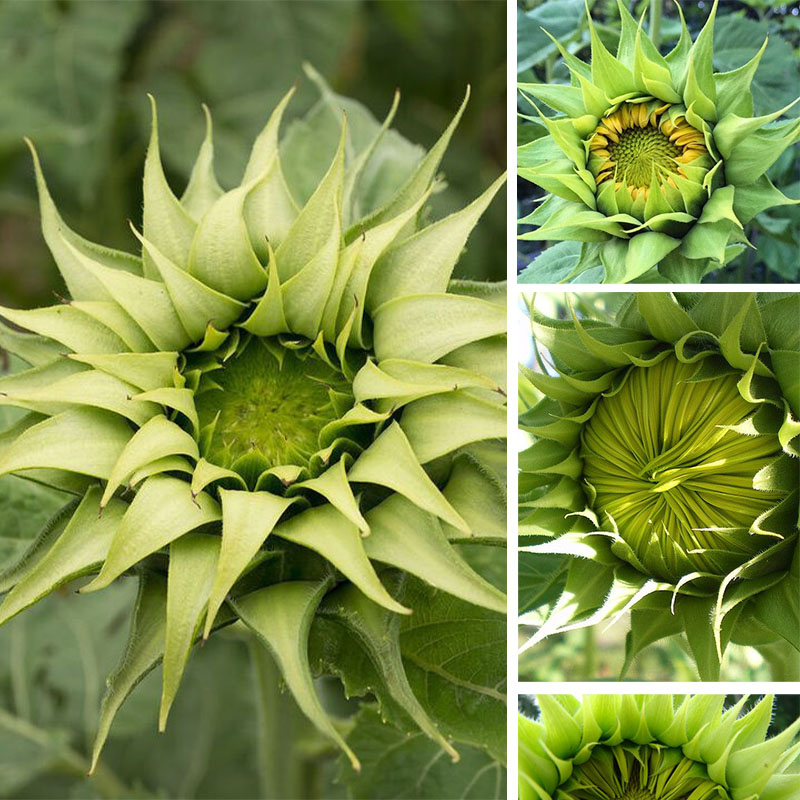 🌻Sunflower sun-fill Green