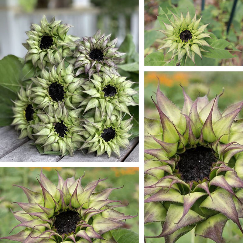 🌻Sunflower sun-fill Purple