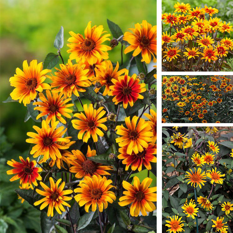 🏵️Burning Hearts False Sunflower