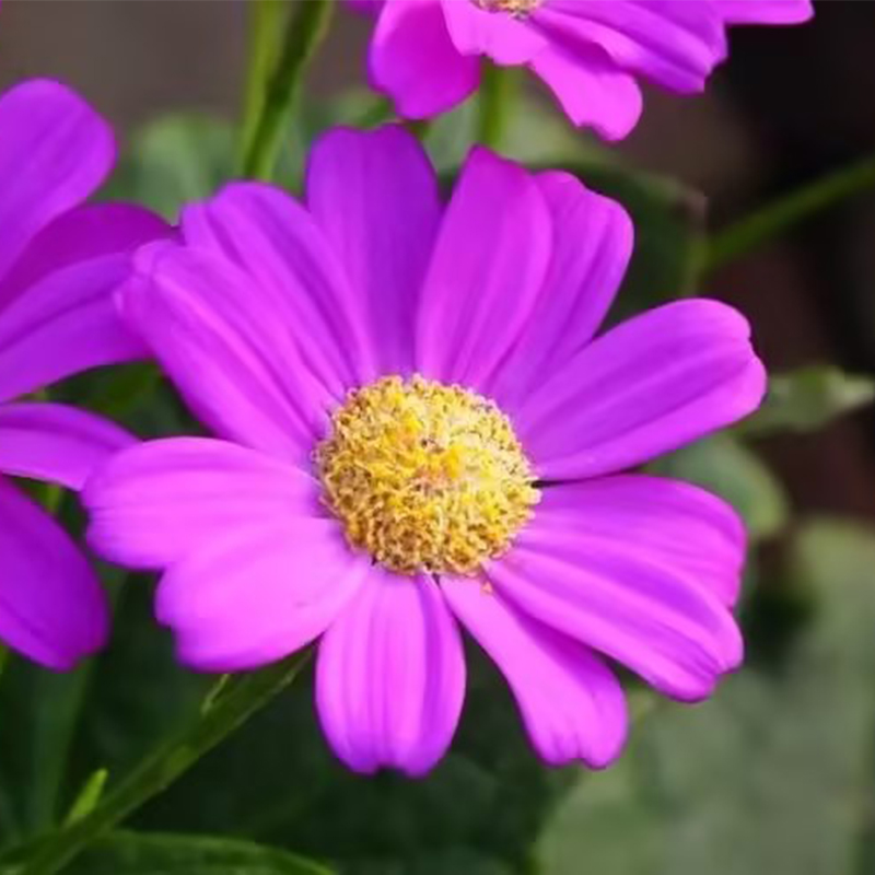 🏵️Cineraria Fresh Seeds,Organic seeds, Non GMO