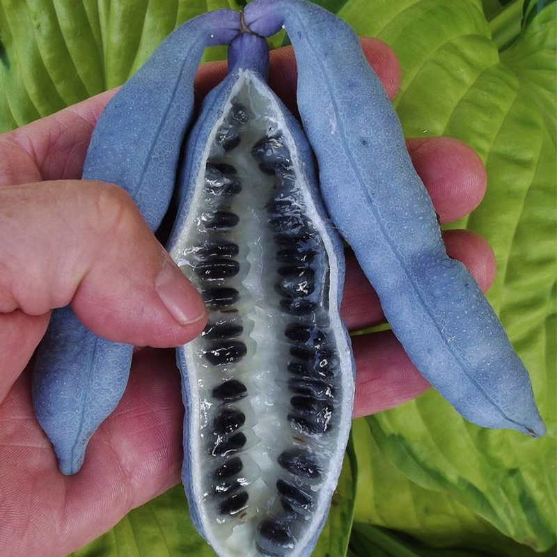 🐱Decaisnea Insignis - 💙Blue Bean Tree-Seeds