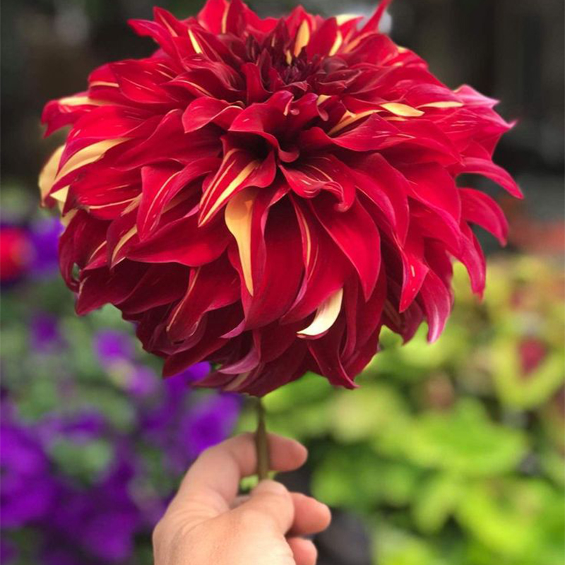 Red Dahlia Garden Rare Flower Multi-colors