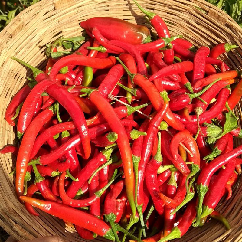 Unique star - beautiful pepper🌶