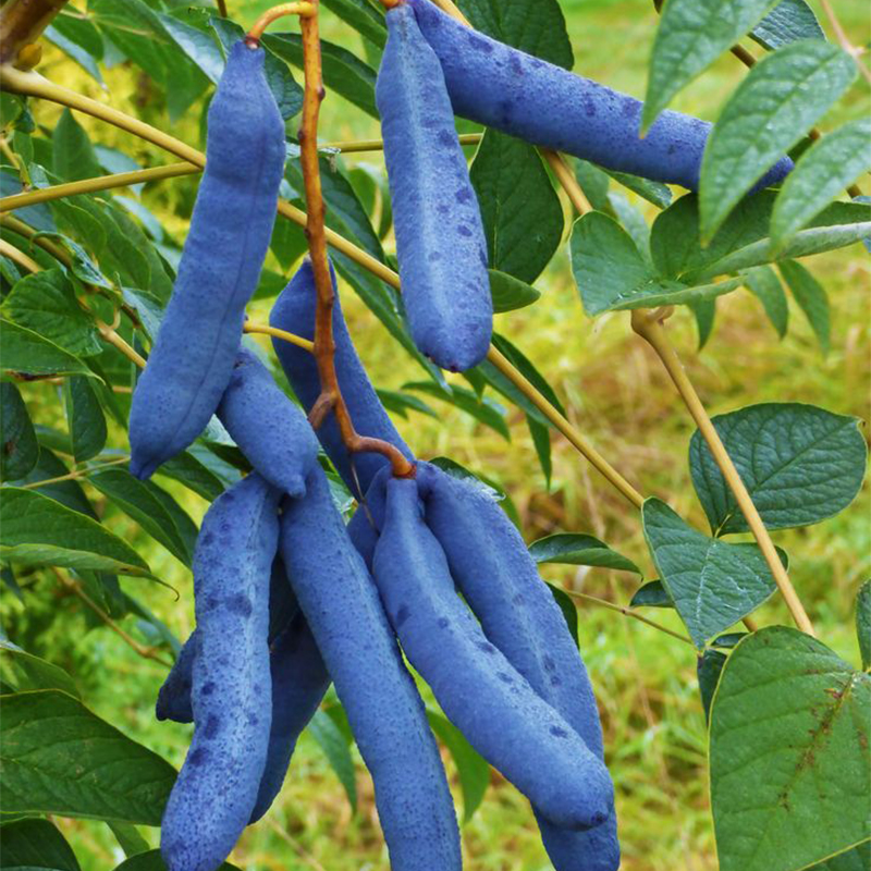 🐱Decaisnea Insignis - 💙Blue Bean Tree-Seeds