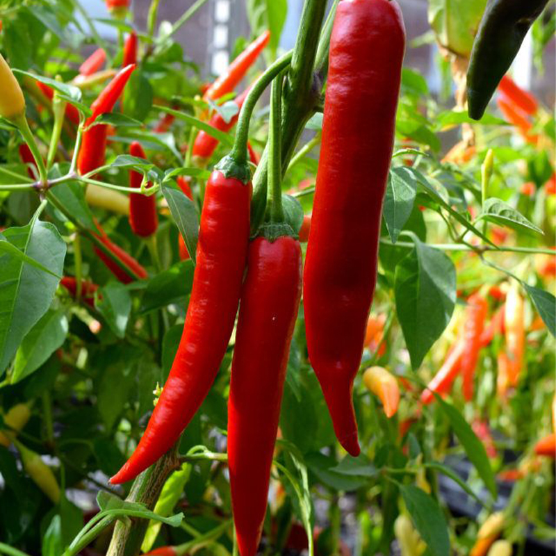 Unique star - beautiful pepper🌶