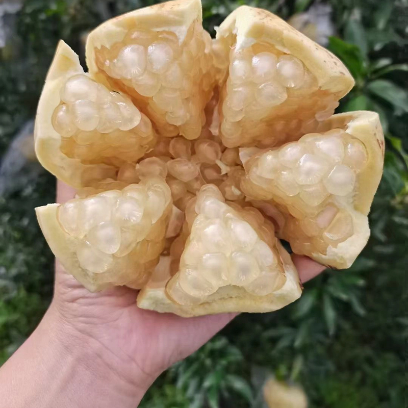 Winter Special ☃️👋White Pomegranate Seeds✨Planting success rate 98%