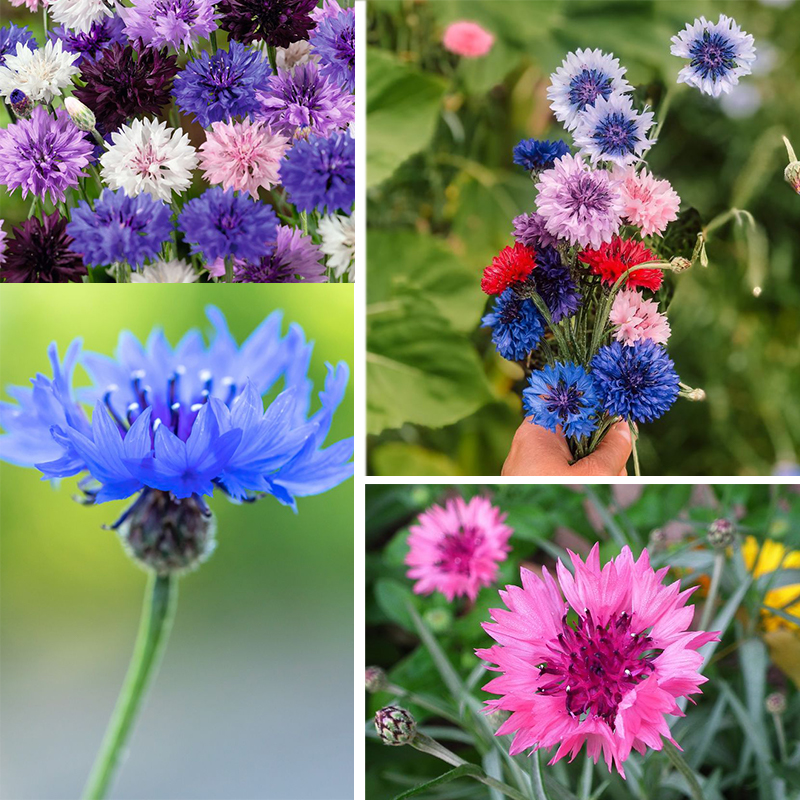 Flower Planting Mix💐Cornflower Seeds