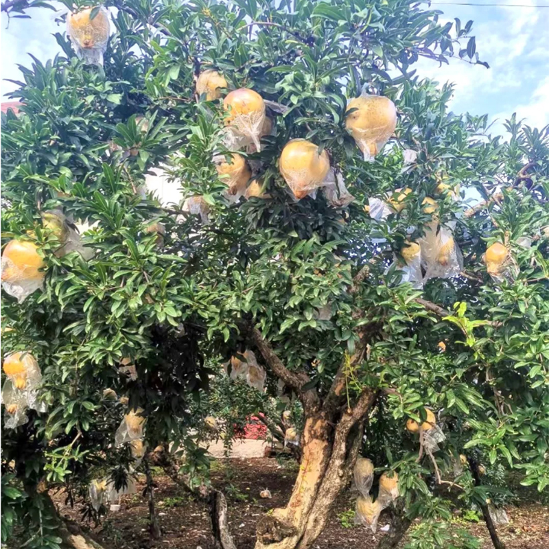 Winter Special ☃️👋White Pomegranate Seeds✨Planting success rate 98%