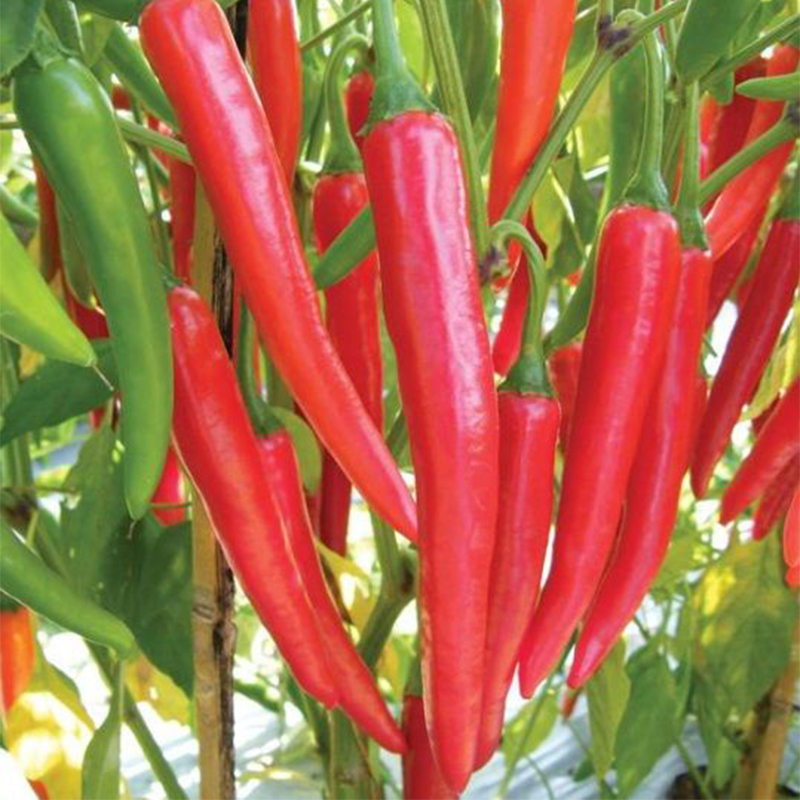 Unique star - beautiful pepper🌶