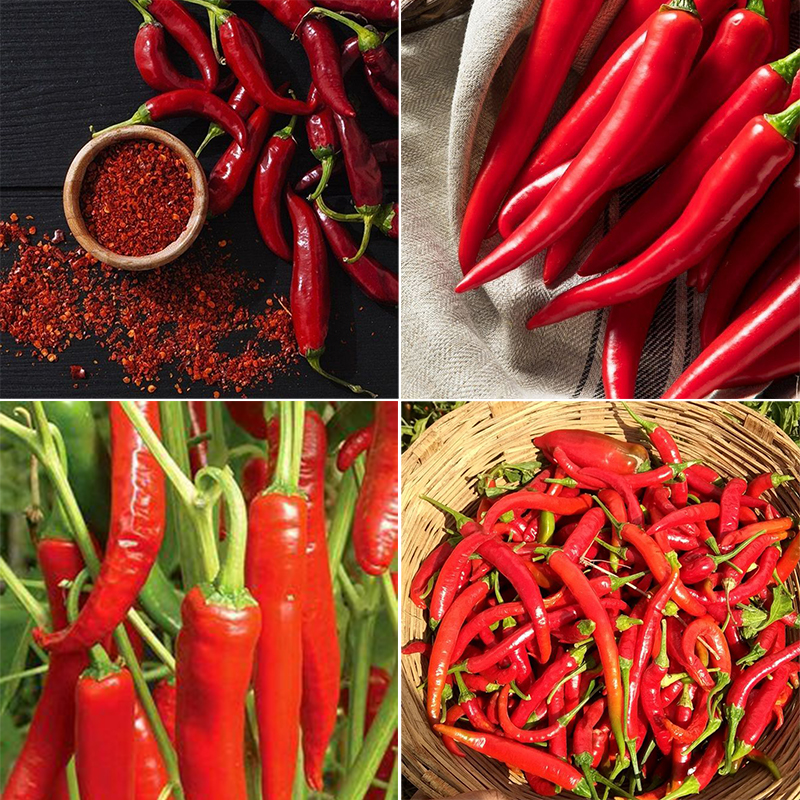 Unique star - beautiful pepper🌶