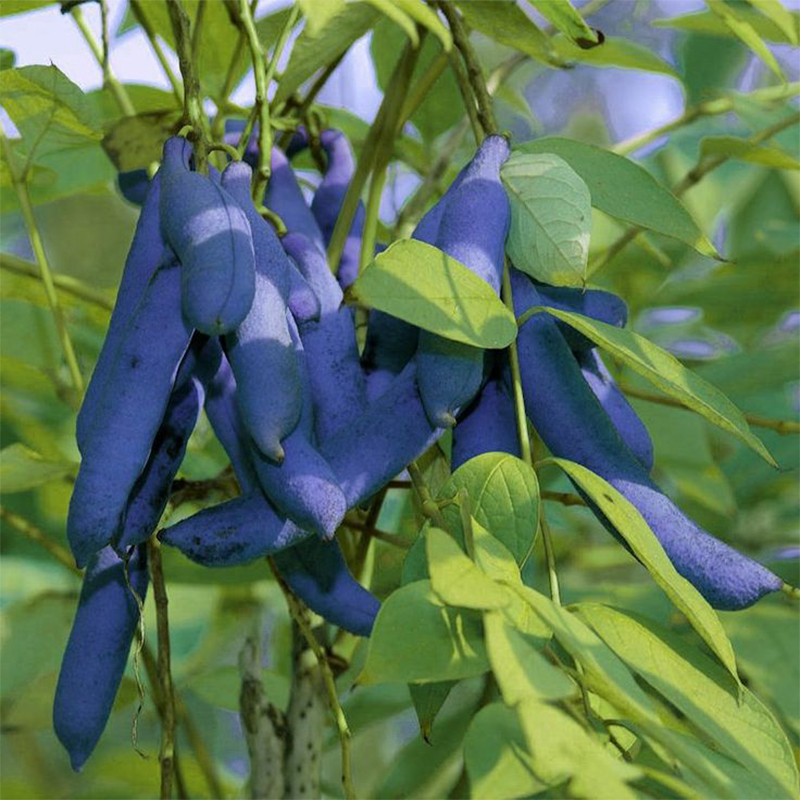 🐱Decaisnea Insignis - 💙Blue Bean Tree-Seeds