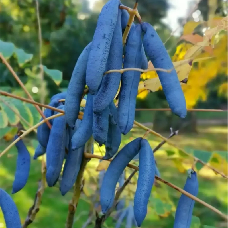 🐱Decaisnea Insignis - 💙Blue Bean Tree-Seeds