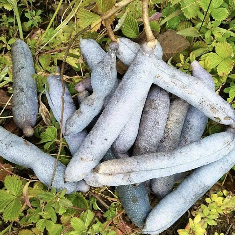 🐱Decaisnea Insignis - 💙Blue Bean Tree-Seeds