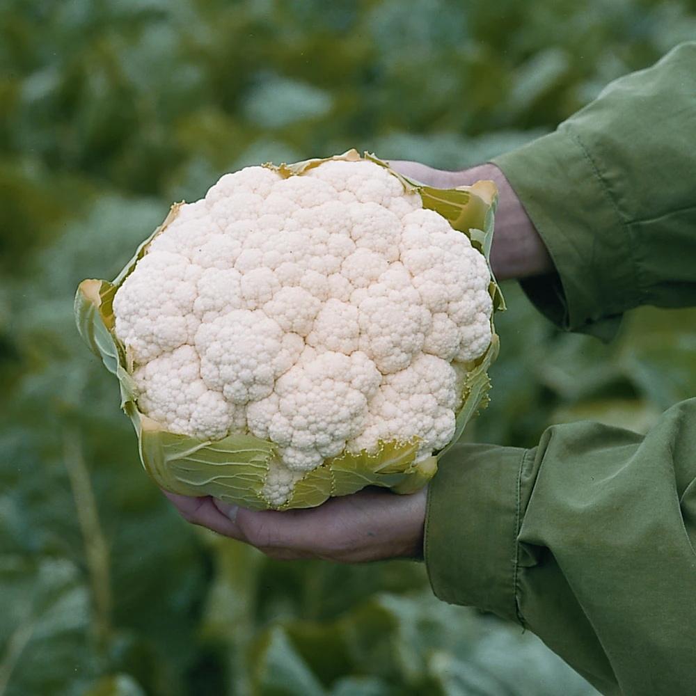 Cauliflower Absolute F1