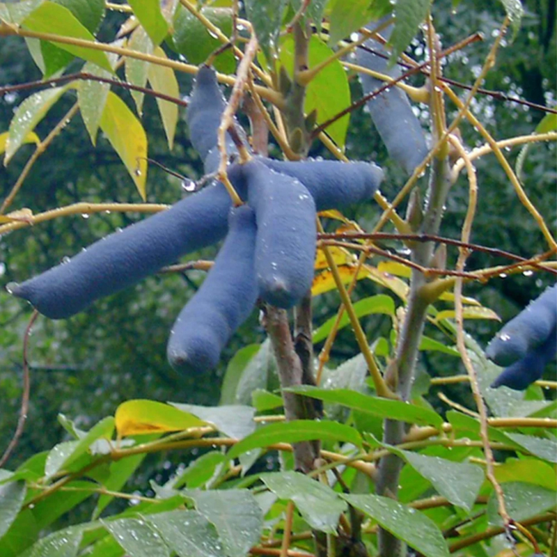 🐱Decaisnea Insignis - 💙Blue Bean Tree-Seeds