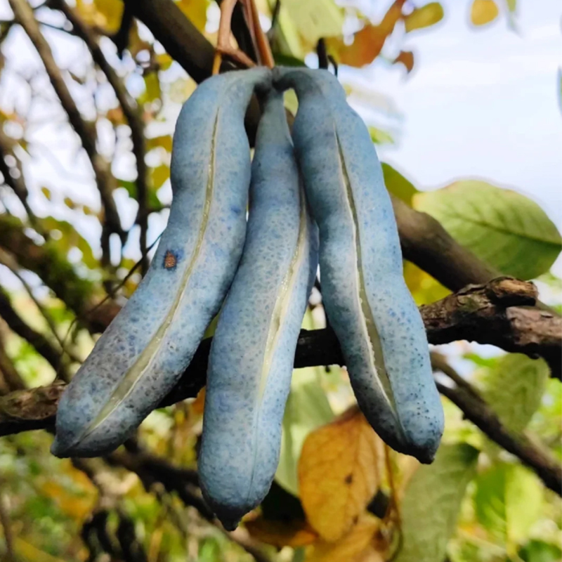 🐱Decaisnea Insignis - 💙Blue Bean Tree-Seeds