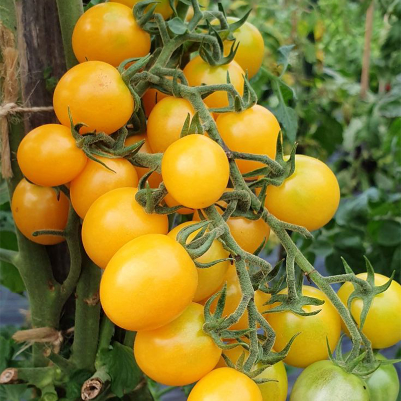 💥Best Seller -Yellow 💛 Cherry Toamto 🍅 Seeds-Non-GMO