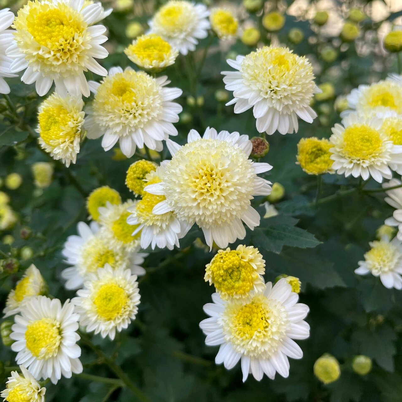 Piania Breviglossum Seeds