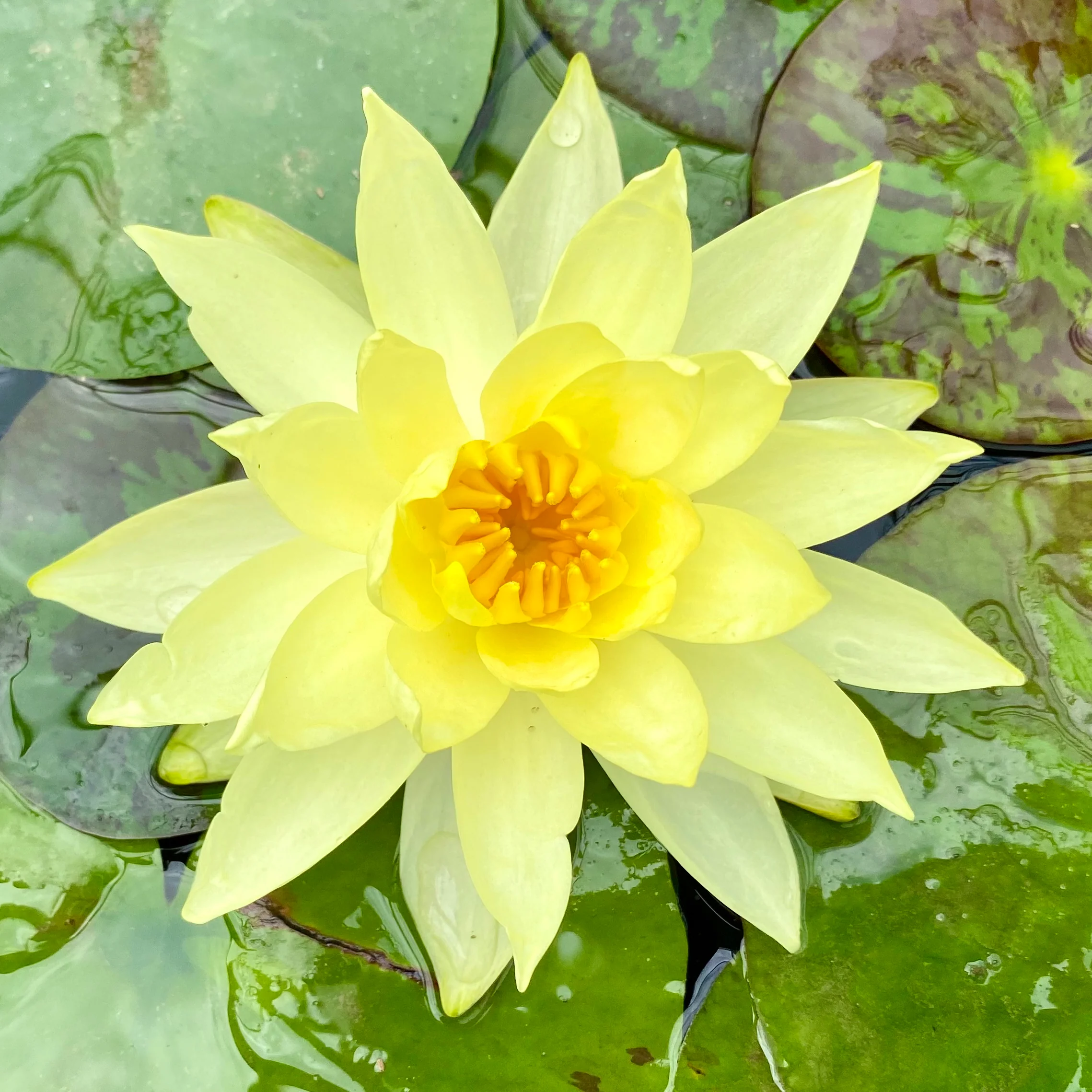 Water Lily Bulbs