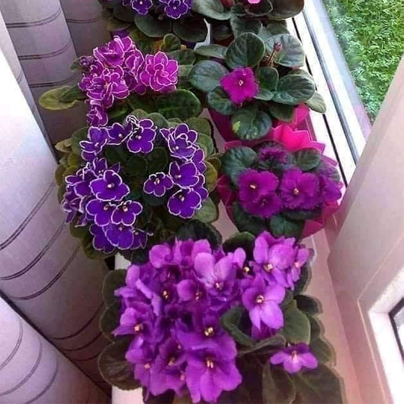 BUTTERFLY FLOWER - ANGEL WINGS MIX