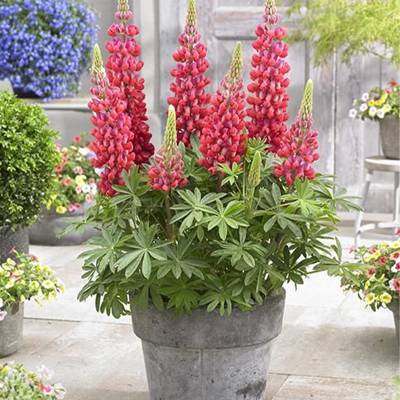 Outsidepride Perennial Russells Lupine Wild Flower Mix & Butterflies & Hummingbirds - 500 Seeds