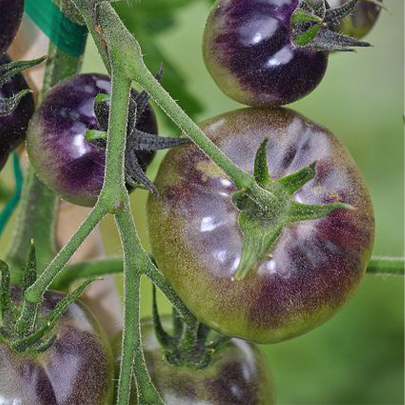 Organic Purple Tomato Seeds, Heirloom, Non-GMO, Solanum Tomatoes