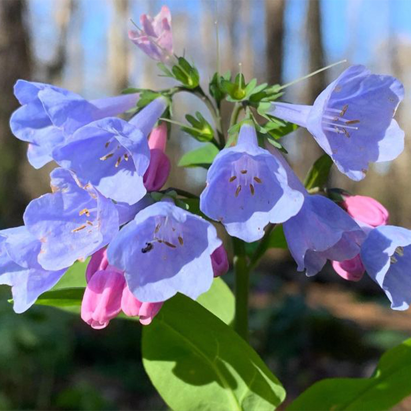 Virginia Bluebells