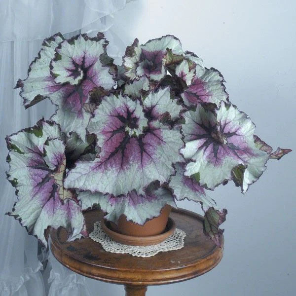 Purple-Green Coleus Flower Seeds