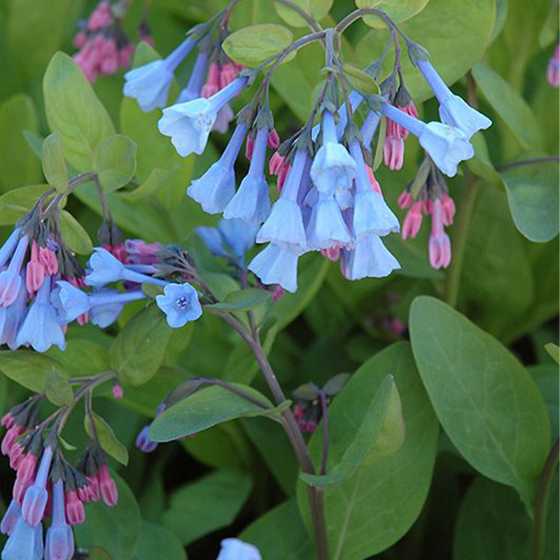 Virginia Bluebells