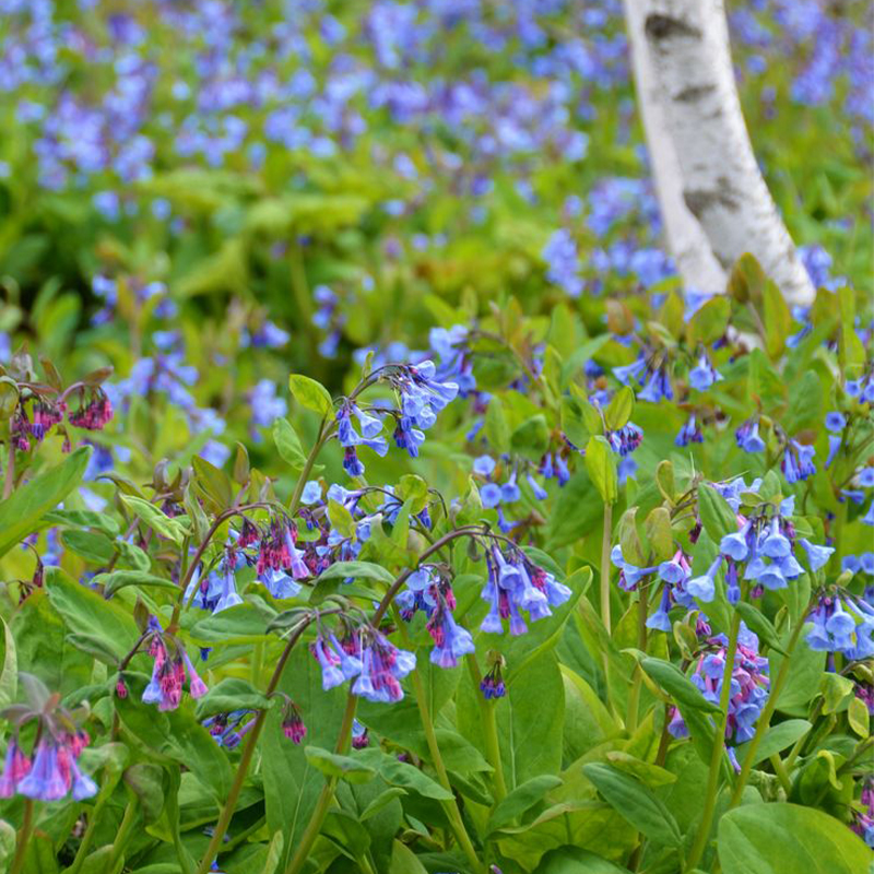Virginia Bluebells