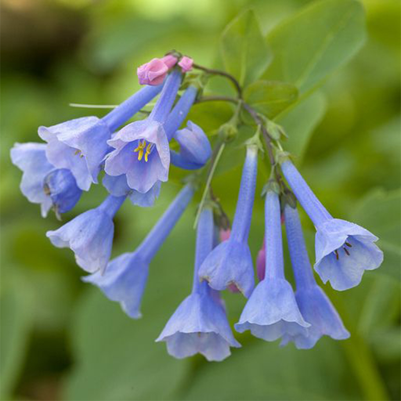 Virginia Bluebells