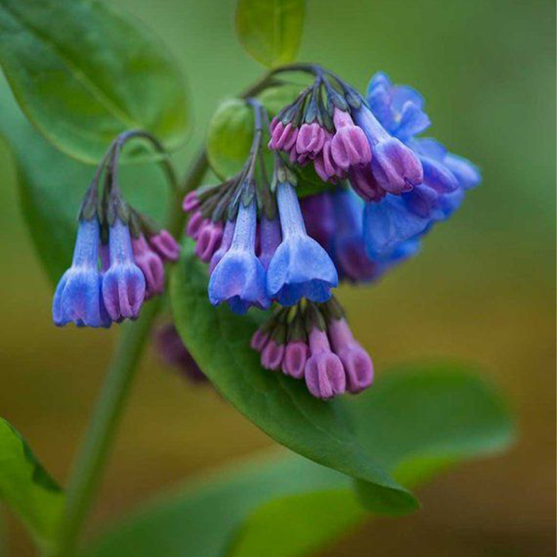 Virginia Bluebells