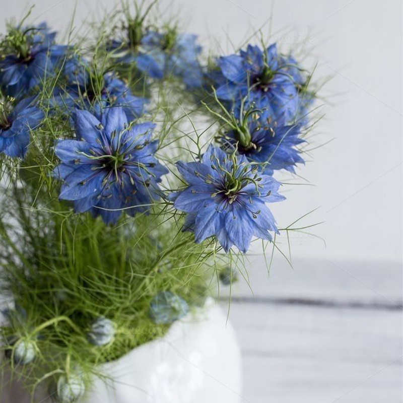 🌊Nigella Miss Jekyll Organic Seed