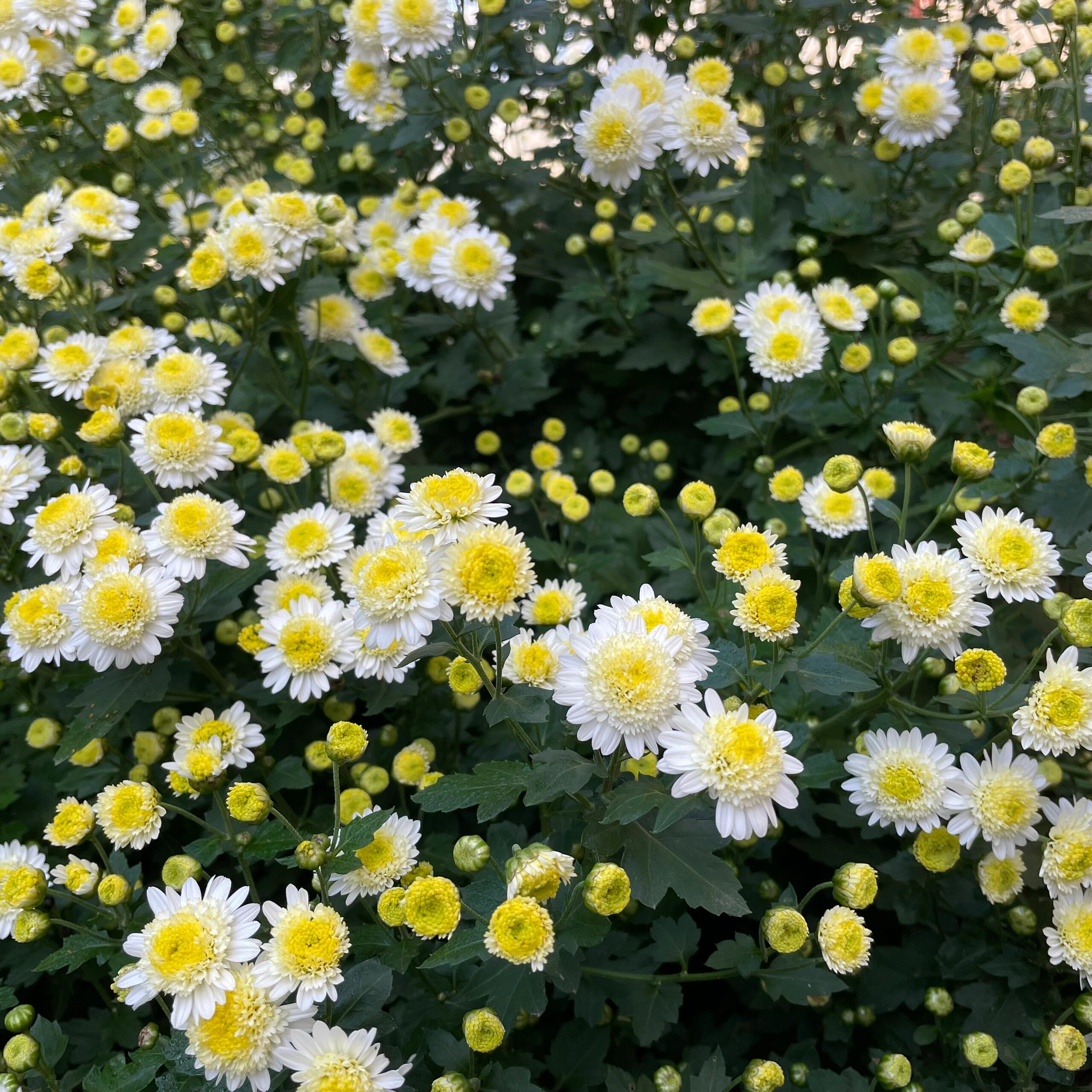 Piania Breviglossum Seeds