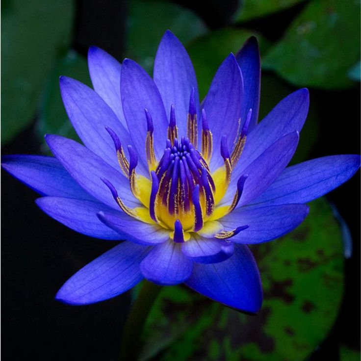 Water Lily Bulbs