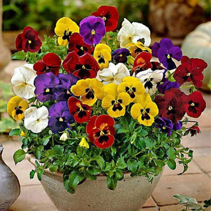 BUTTERFLY FLOWER - ANGEL WINGS MIX