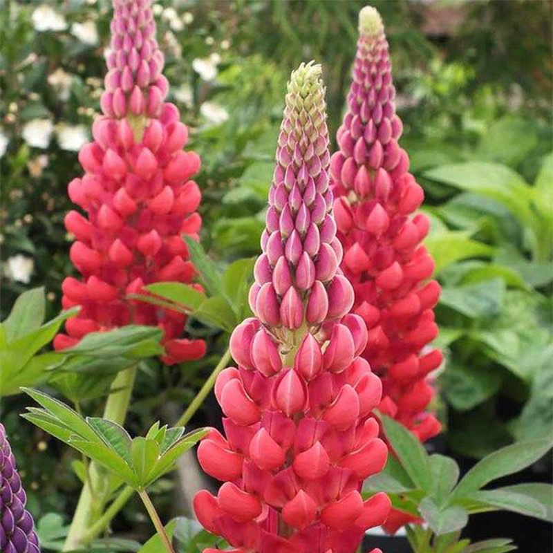 Outsidepride Perennial Russells Lupine Wild Flower Mix & Butterflies & Hummingbirds - 500 Seeds