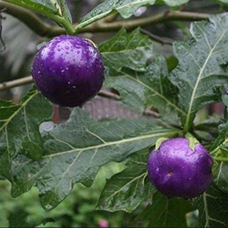 Organic Purple Tomato Seeds, Heirloom, Non-GMO, Solanum Tomatoes