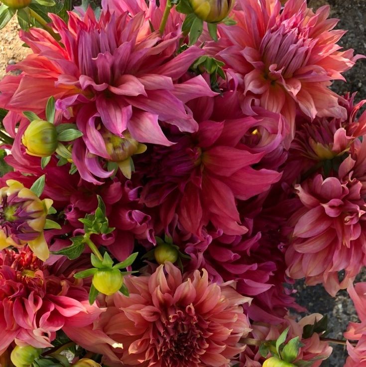 Red Dahlia Garden Rare Flower Multi-colors