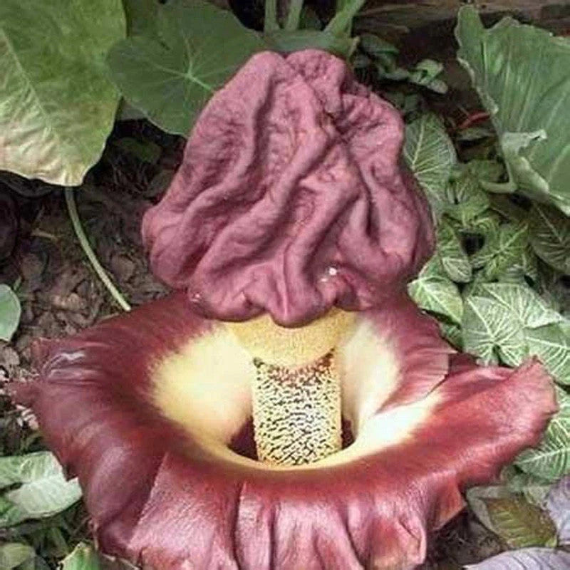 Corpse flower seeds *** LIMITED SUPPLY