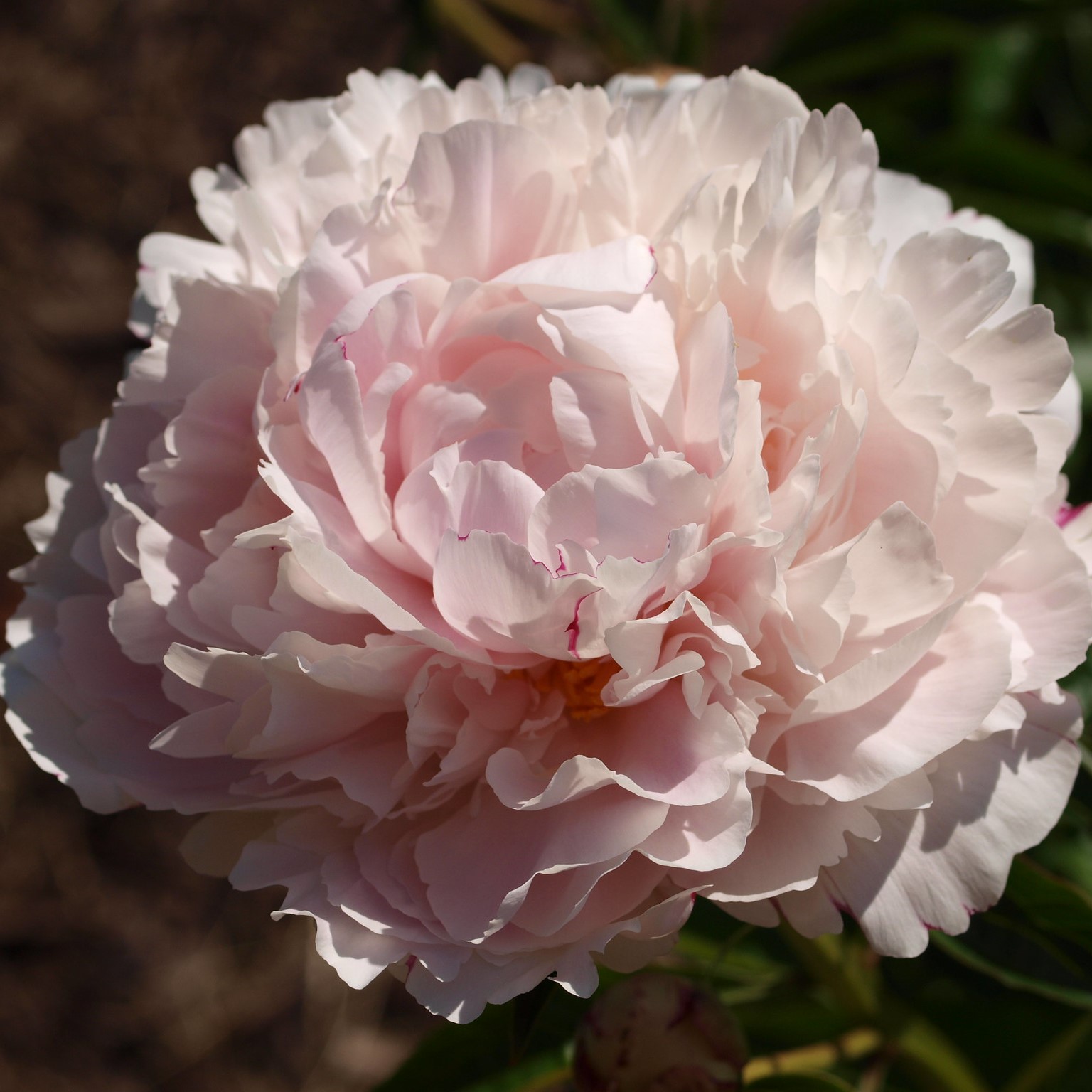 Peony Pale Rose Seeds