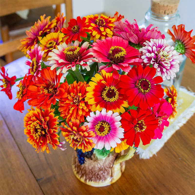 Bicolor Carousel Mix Zinnia Seeds