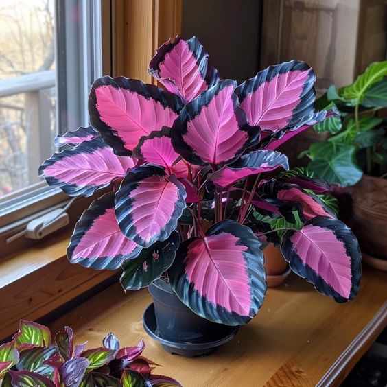 Rainbow Veil Caladium