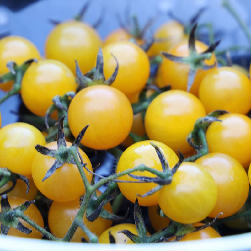 💥Best Seller -Yellow 💛 Cherry Toamto 🍅 Seeds-Non-GMO