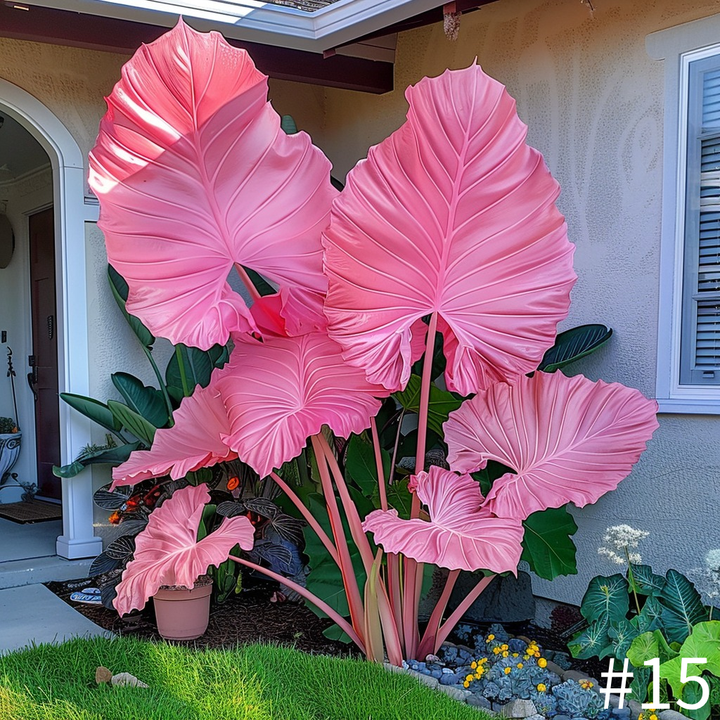 Rare Giant Caladium Seeds
