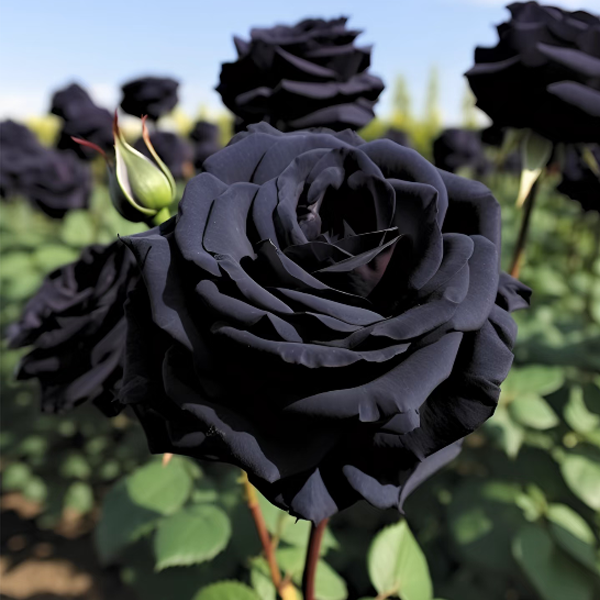 Rare Black Rose Seeds For Home Potted Garden