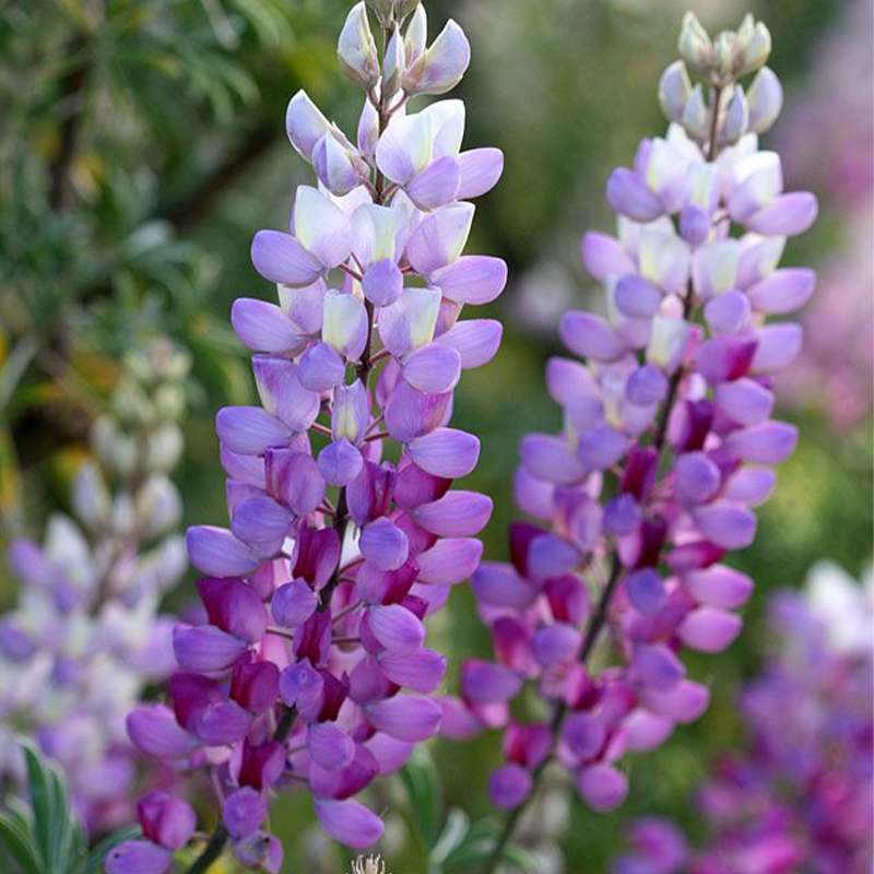 Outsidepride Perennial Russells Lupine Wild Flower Mix & Butterflies & Hummingbirds - 500 Seeds