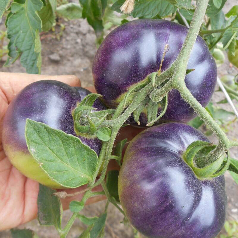 Organic Purple Tomato Seeds, Heirloom, Non-GMO, Solanum Tomatoes