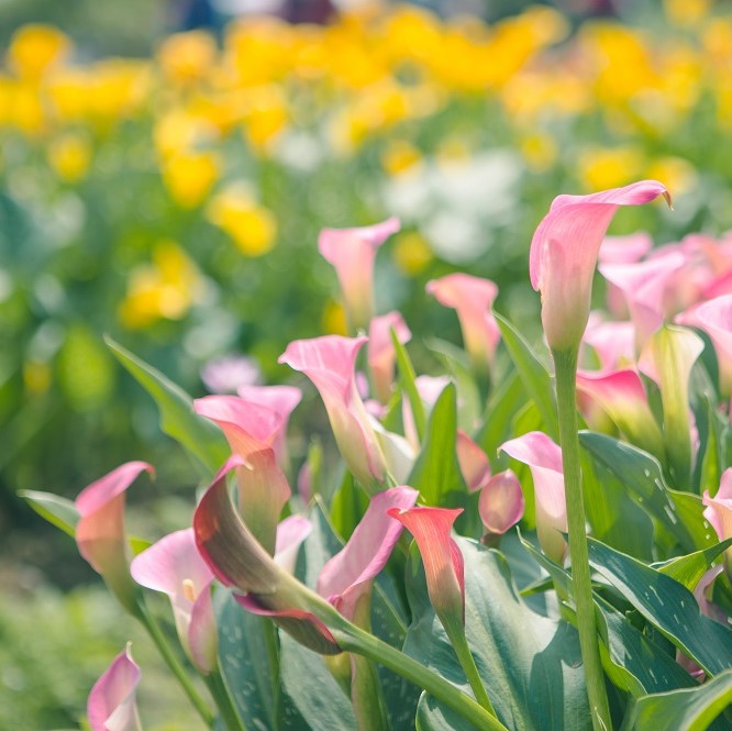 Egrow 50pcs Calla Lily Seeds