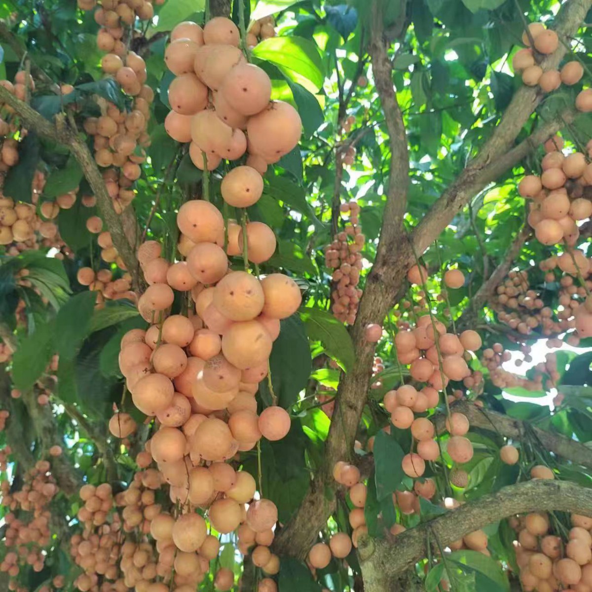 Wood Milk Fruit Seeds